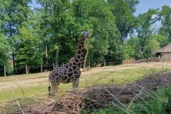 IMG_20250605_110920